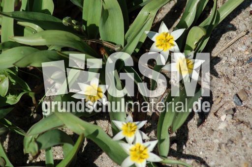 Tulipa-zweiblättrig 01.JPG